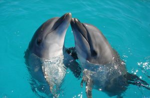 nager avec des dauphins, mexique