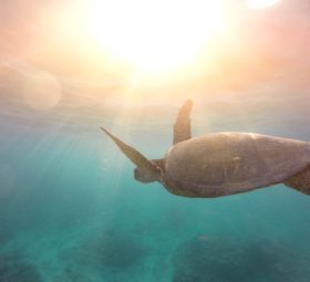 Top 5: meilleurs sites de plongée sous-marine