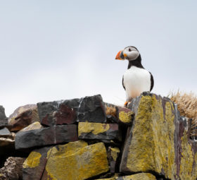 Destination: Arctique