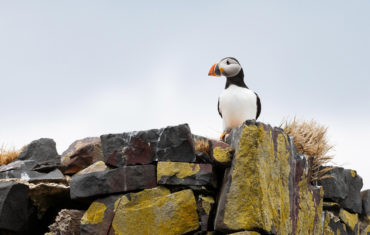 Destination: Arctique
