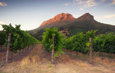 Destination: Afrique du Sud