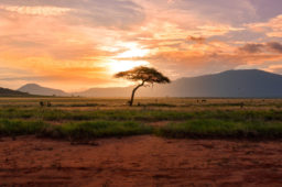 VOYAGE DE FAMILIARISATION AU KENYA